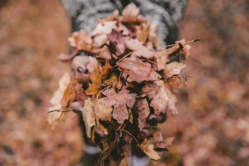Autumn leaves in hands